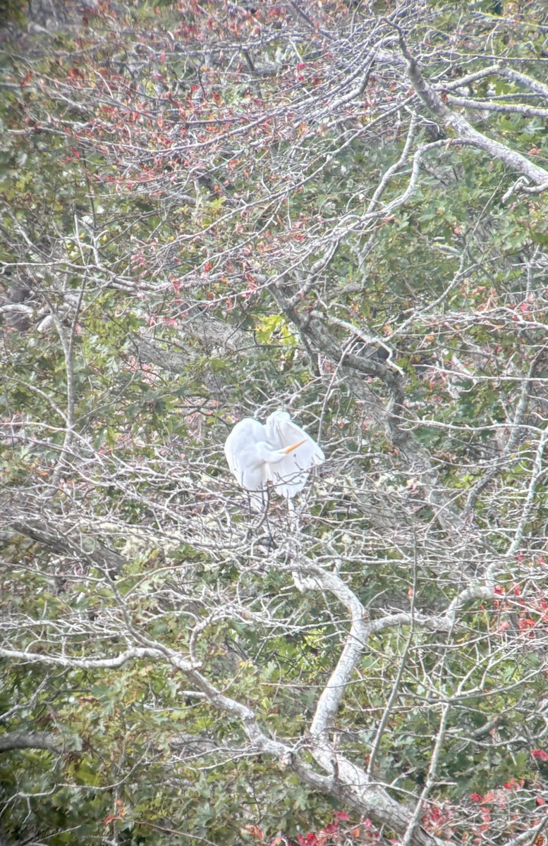 Great Egret - ML642477310