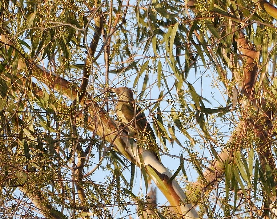 Iberian Green Woodpecker - ML642477316
