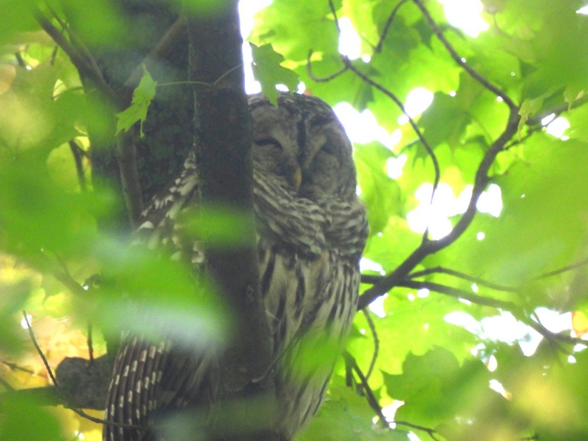 Barred Owl - ML642477340