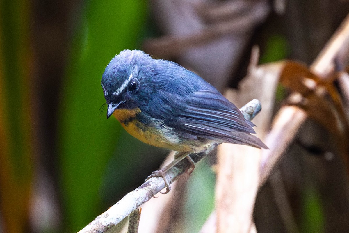 ムネアカヒタキ - ML642477354
