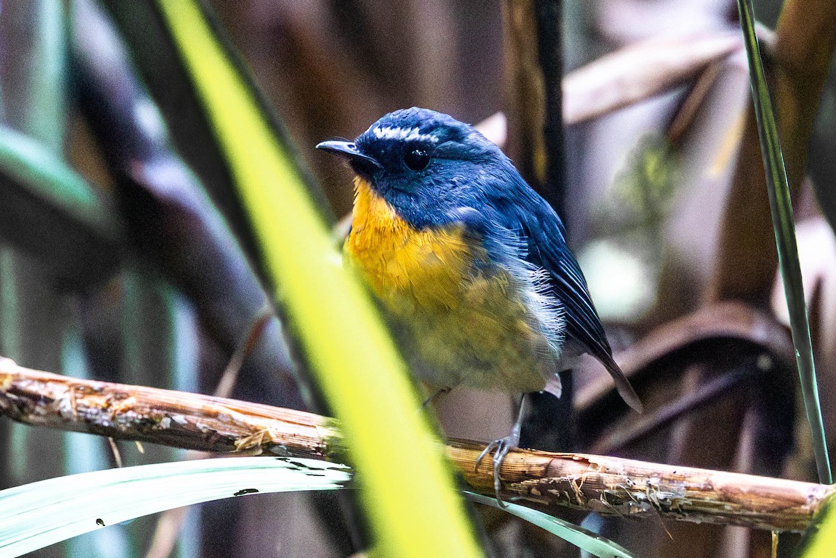 ムネアカヒタキ - ML642477355