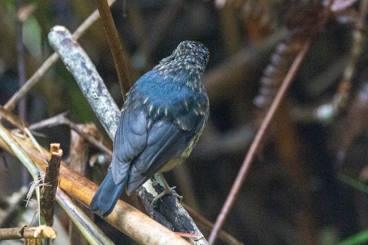 ムネアカヒタキ - ML642477356