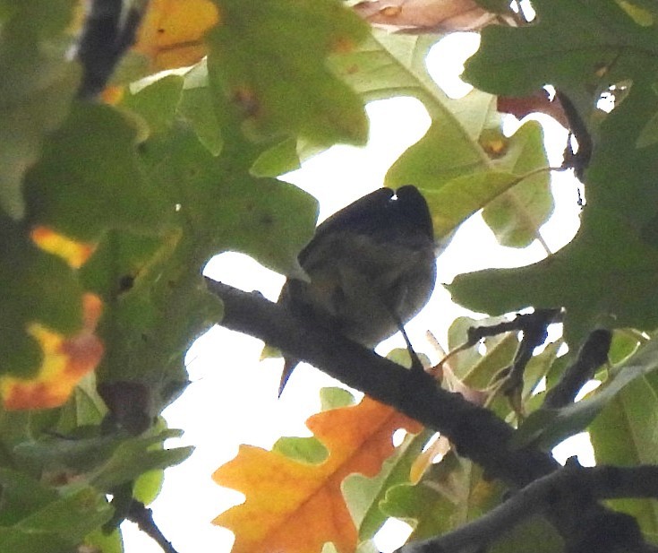 Yellow-throated Warbler - ML642477366