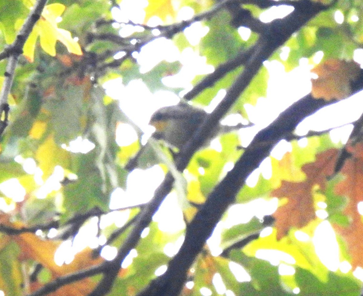 Yellow-throated Warbler - ML642477367