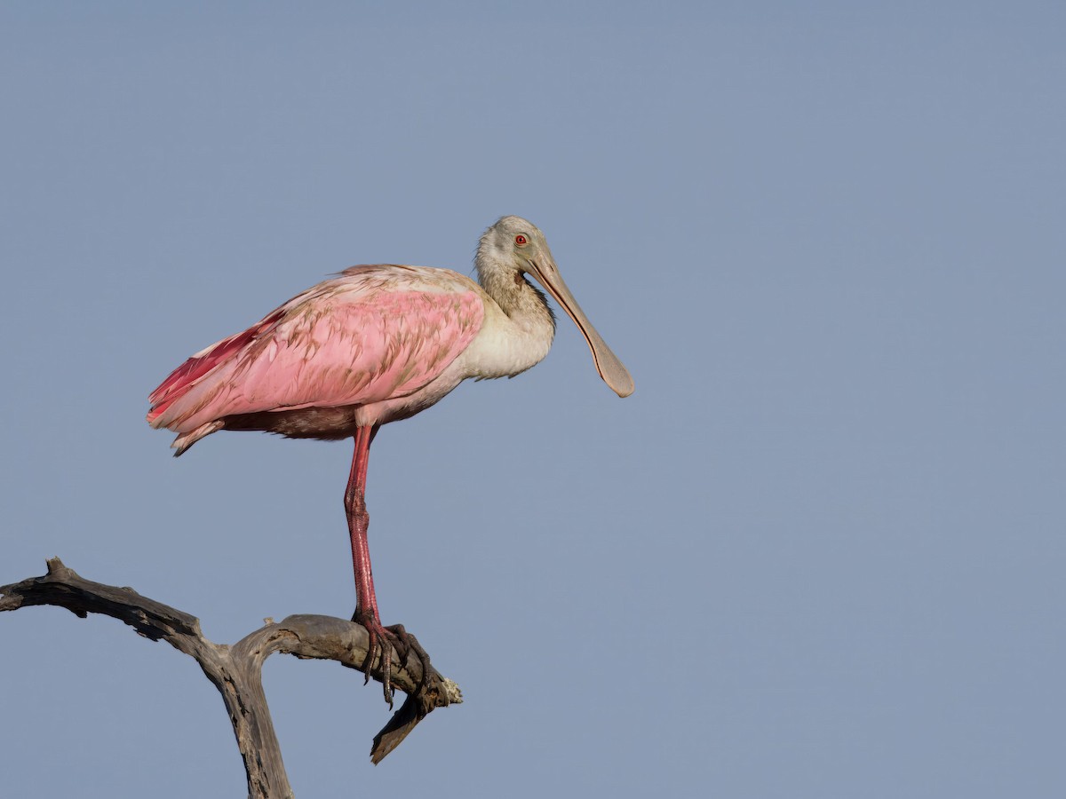 Roseate Spoonbill - ML642477374