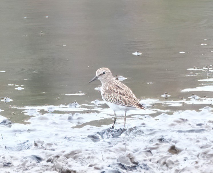 Least Sandpiper - ML642477387