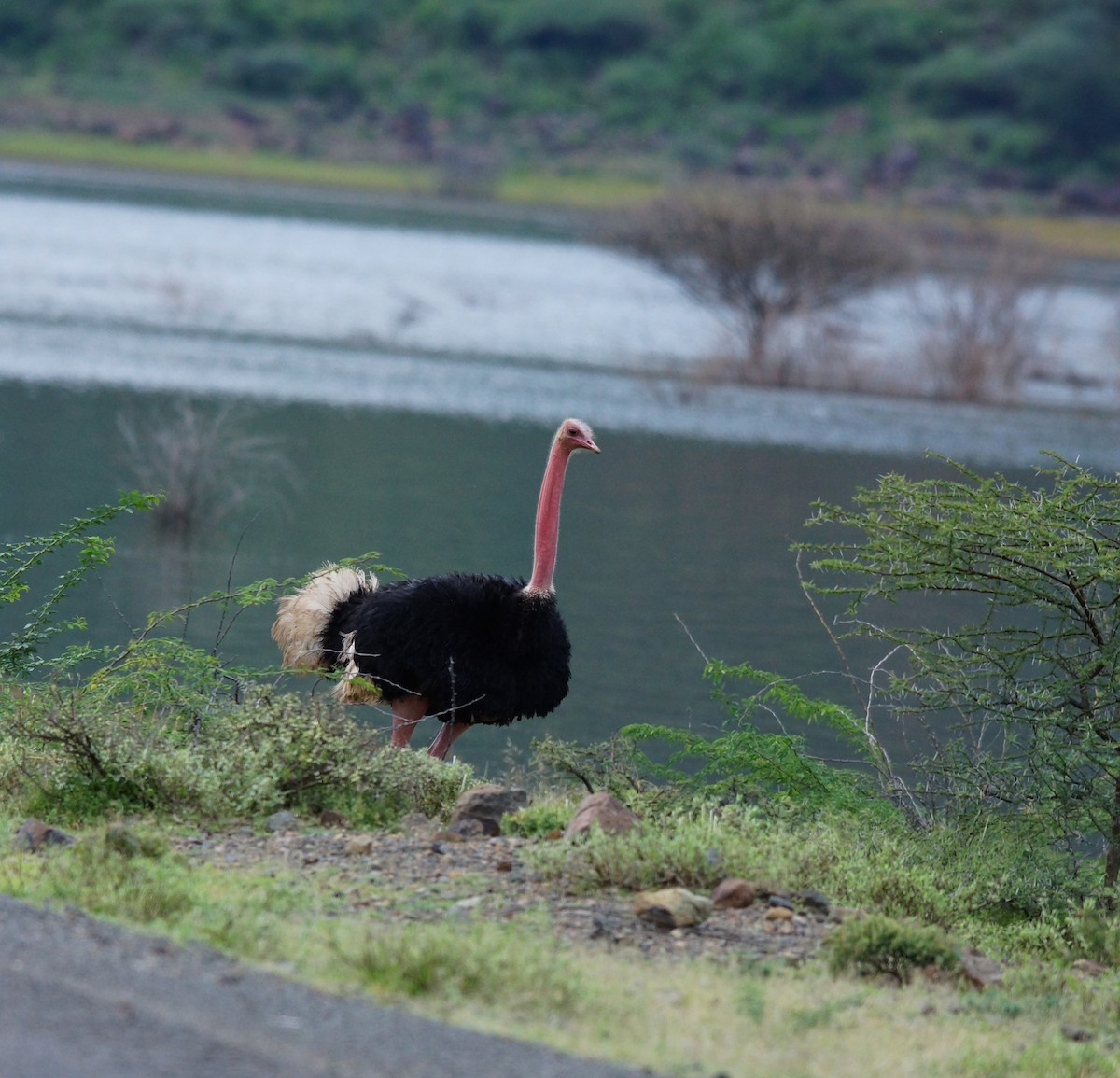 Common Ostrich - ML642477410