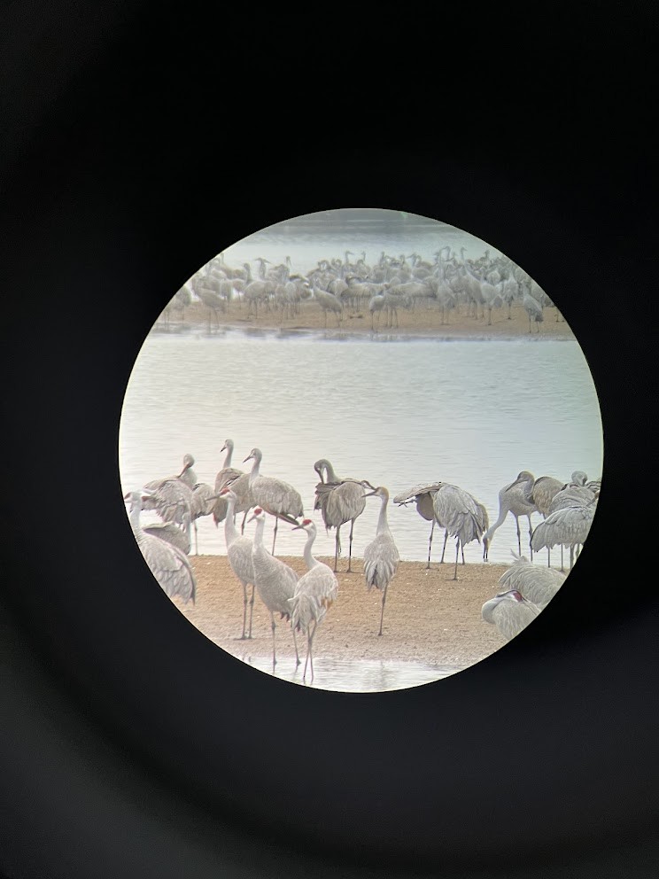 Sandhill Crane - ML642477411