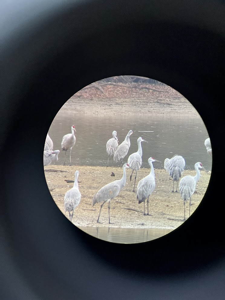 Sandhill Crane - ML642477412