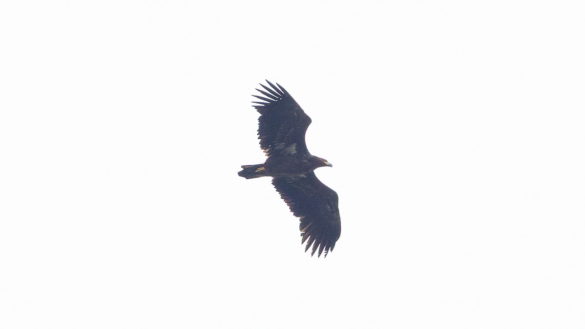 orel mořský - ML642477413