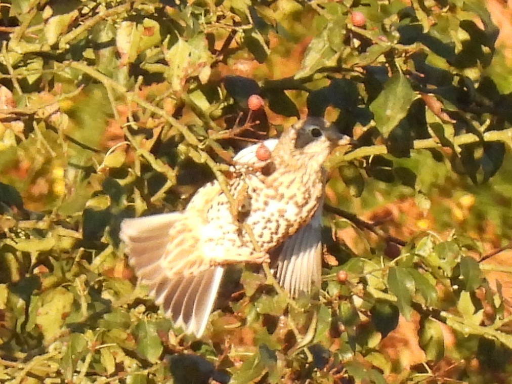 Бужмаг хөөндэй - ML642477414