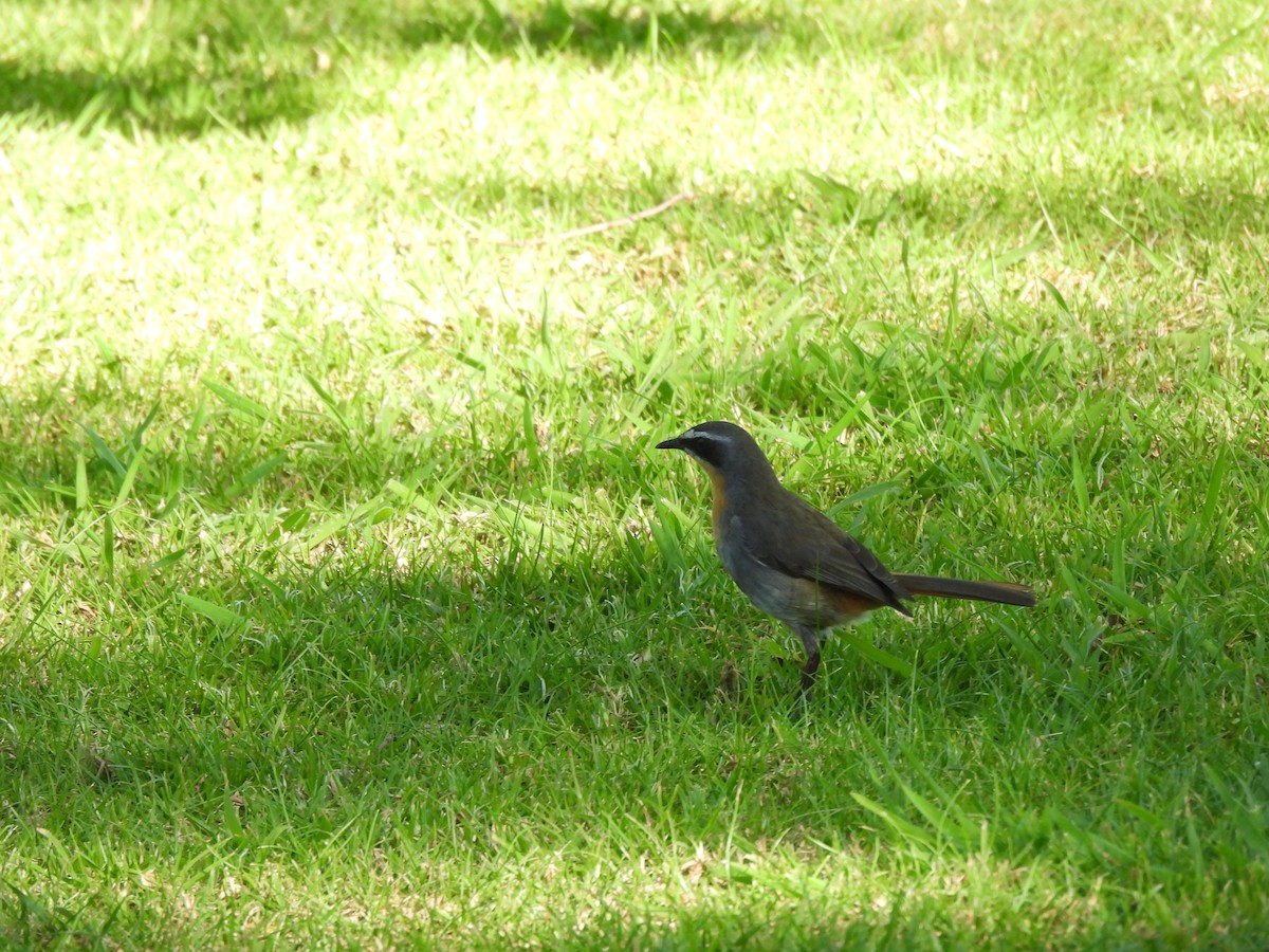 Cape Robin-Chat - ML642477417