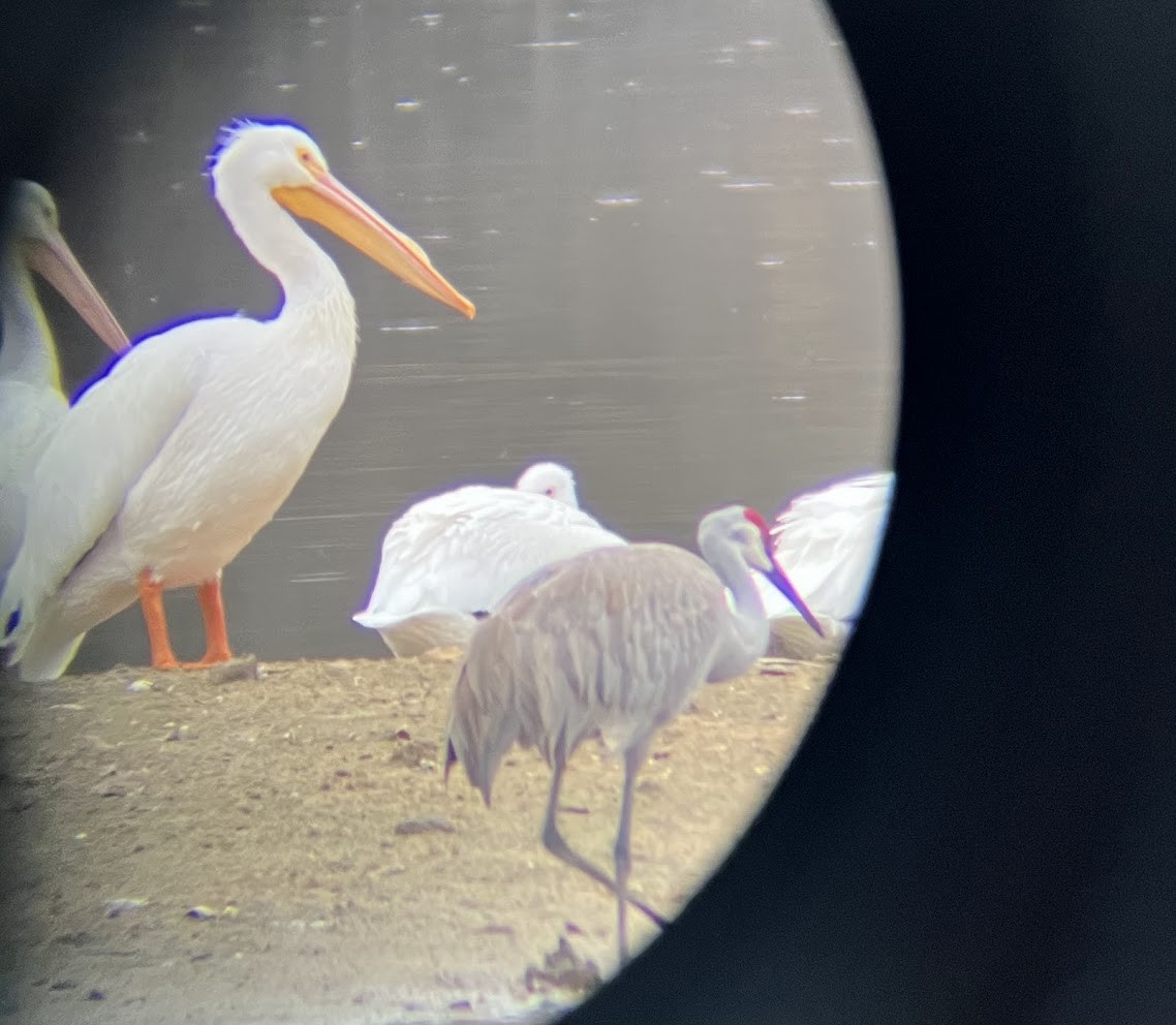 American White Pelican - ML642477418