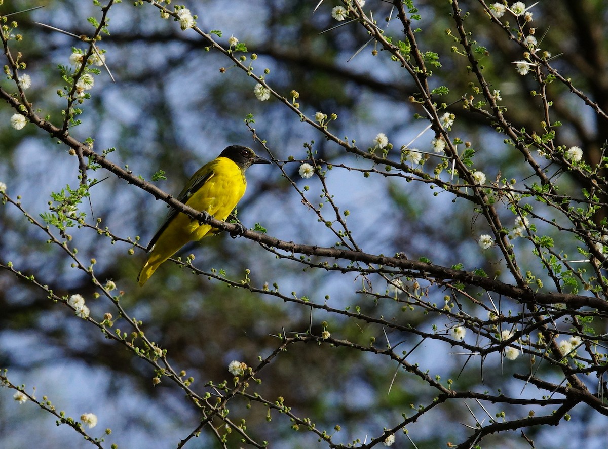 African Black-headed Oriole - ML642477421