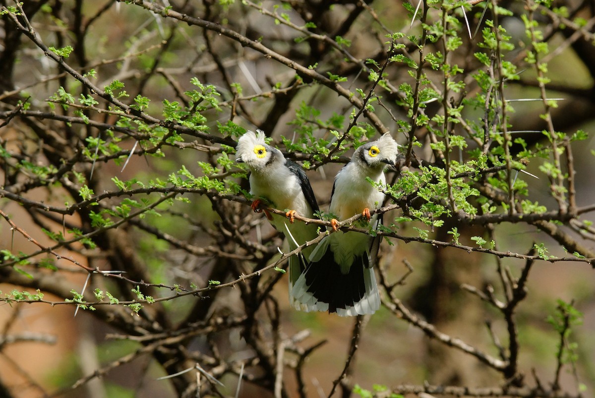 White-crested Helmetshrike - ML642477427