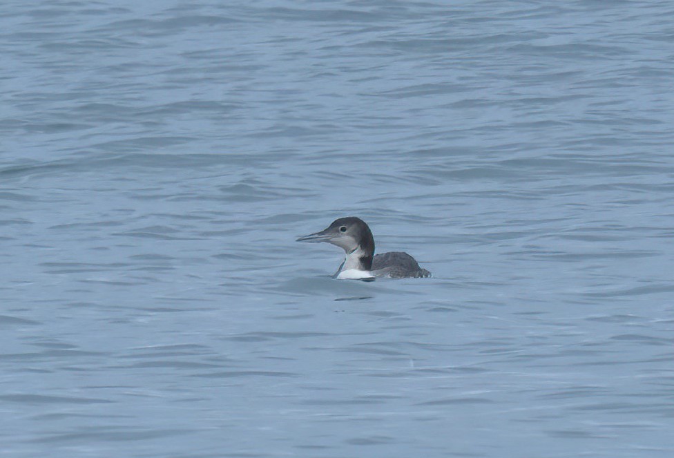 Common Loon - ML642477430