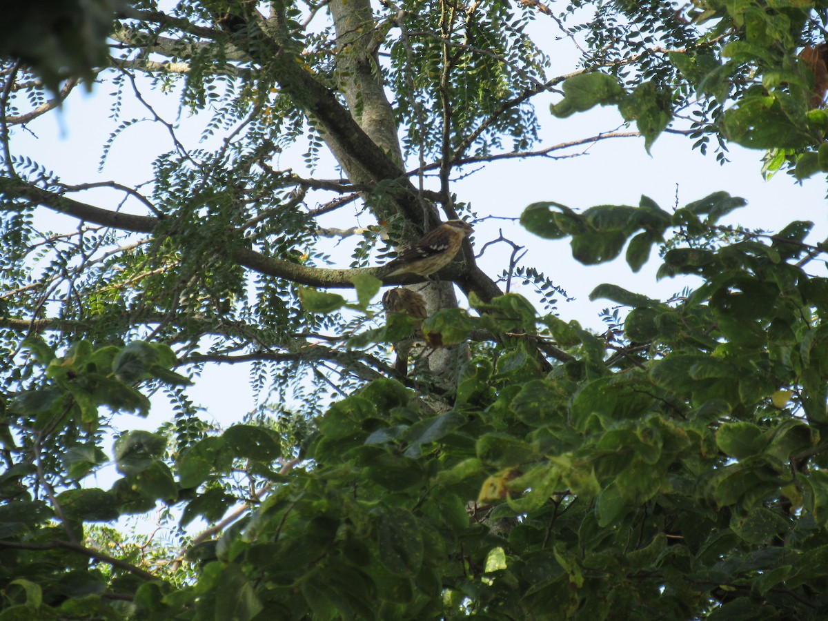 rosenbrysttykknebb - ML642477467