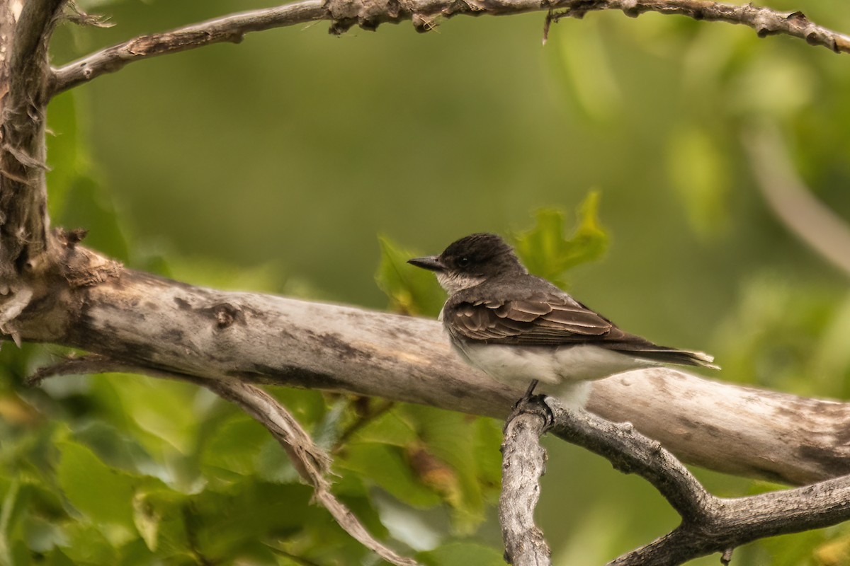Eastern Kingbird - ML642477472