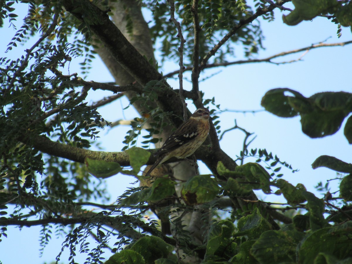 rosenbrysttykknebb - ML642477473