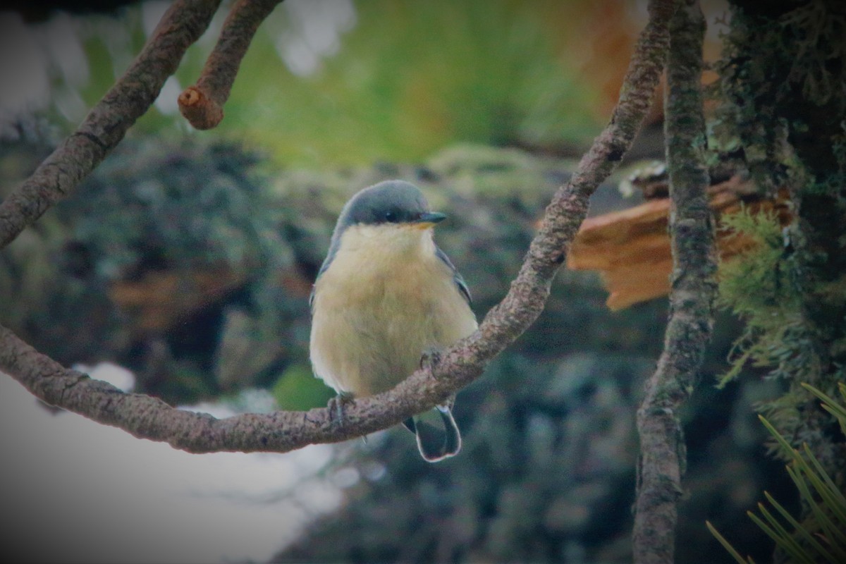 Pygmy Nuthatch - ML642477483