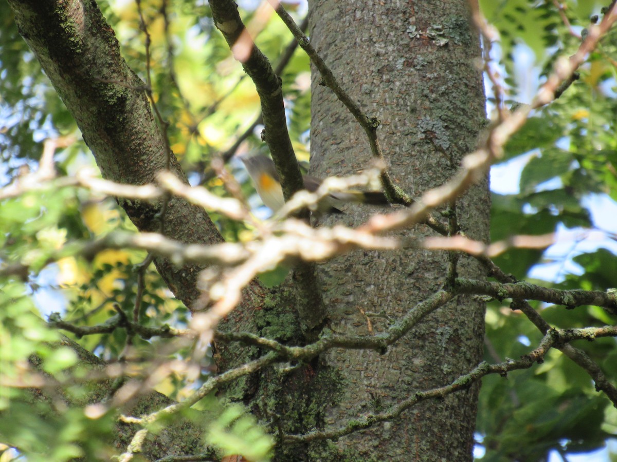 rødstjertparula - ML642477484