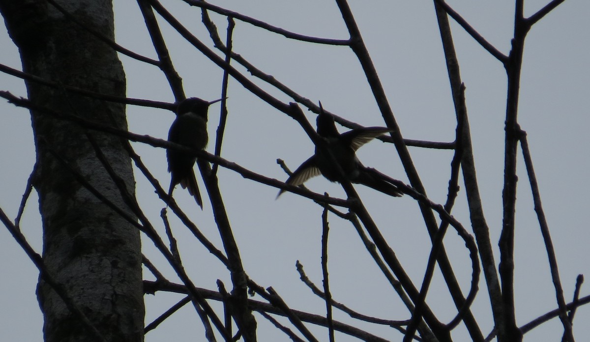 Amethyst Woodstar - ML642477485