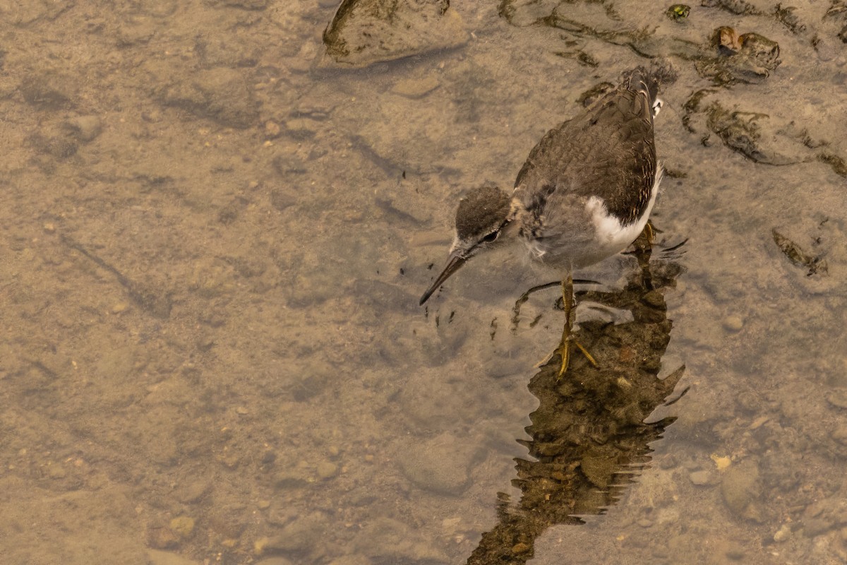 Spotted Sandpiper - ML642477487