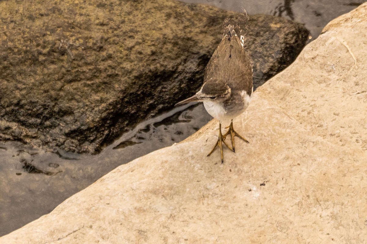 Spotted Sandpiper - ML642477489