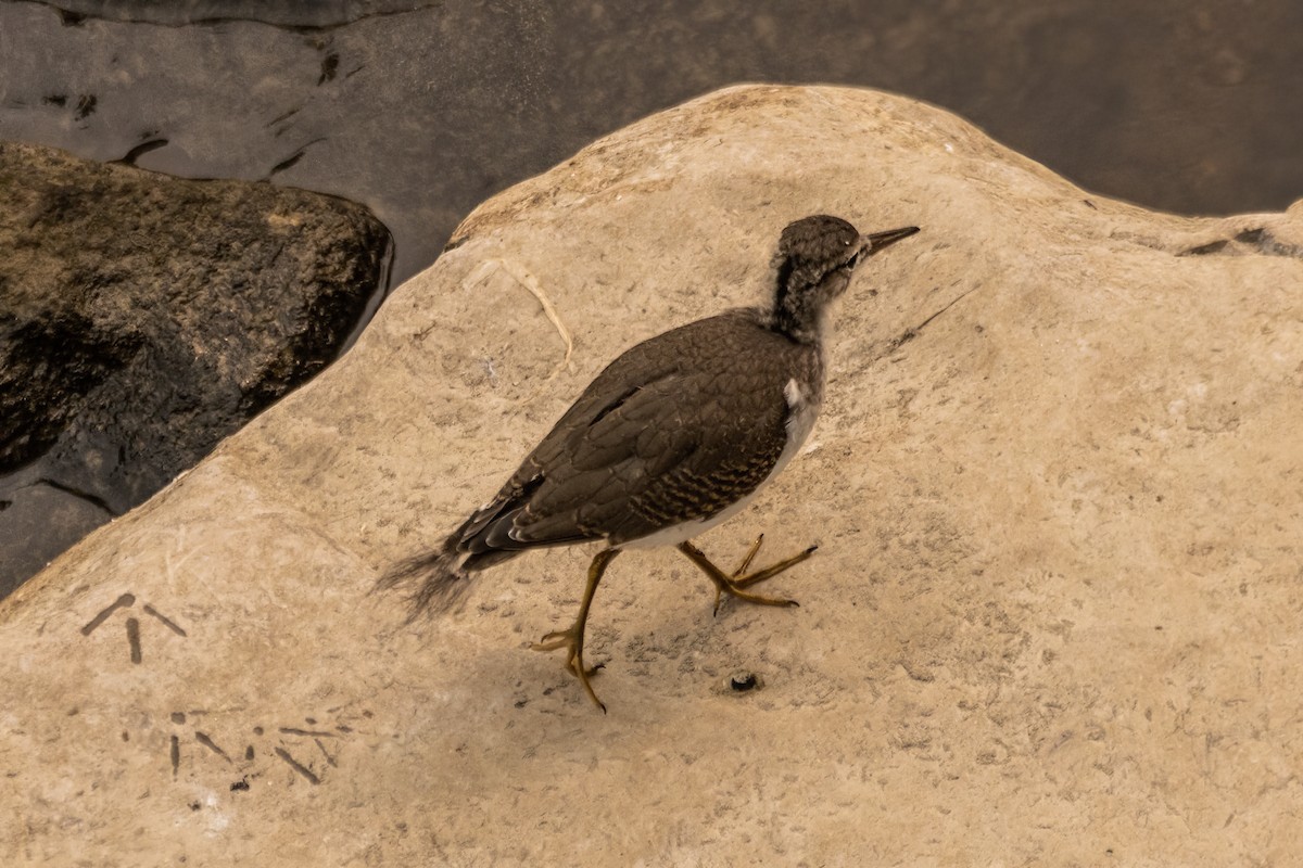Spotted Sandpiper - ML642477491