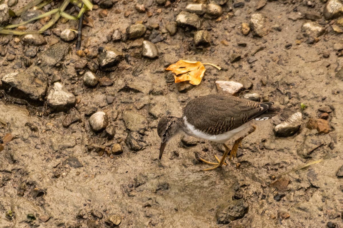 Spotted Sandpiper - ML642477492