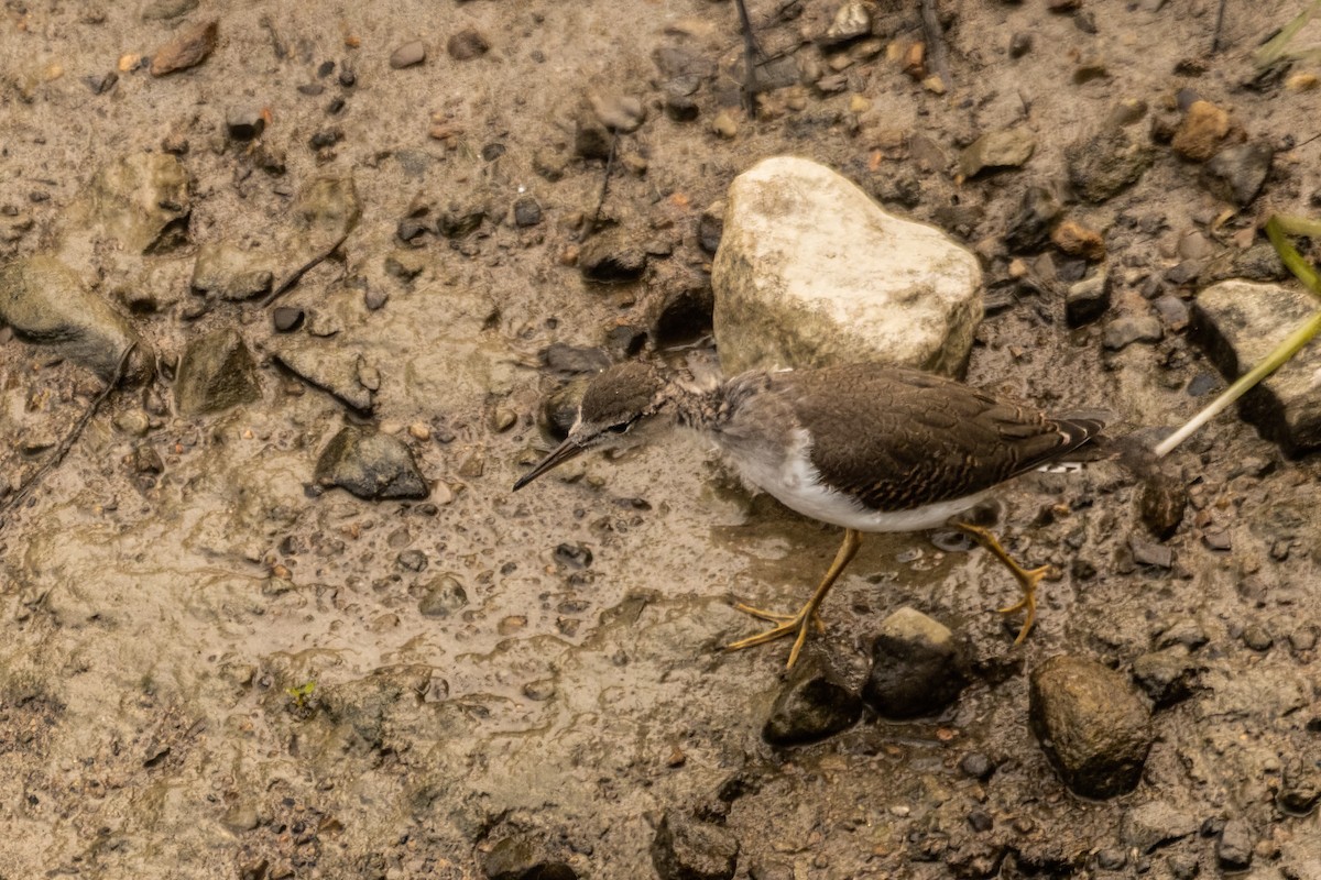 Spotted Sandpiper - ML642477493
