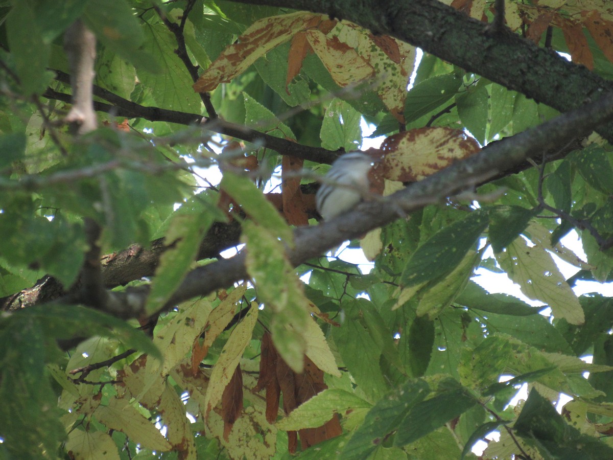 klatreparula - ML642477497