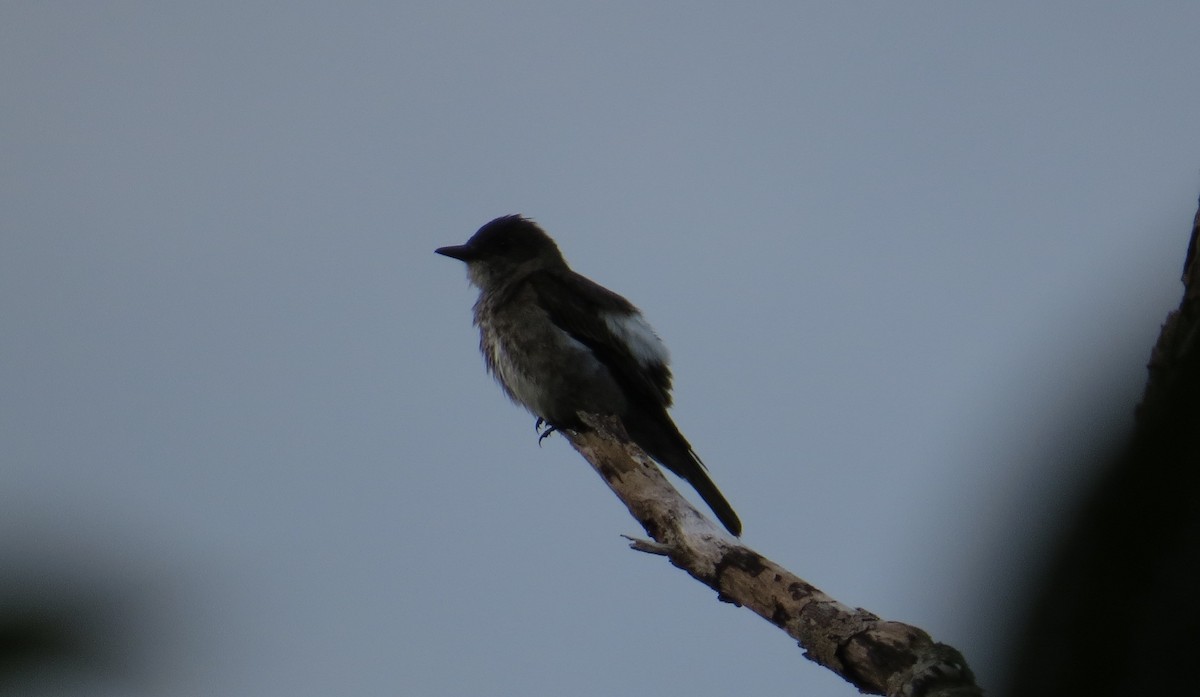 Olive-sided Flycatcher - ML642477499