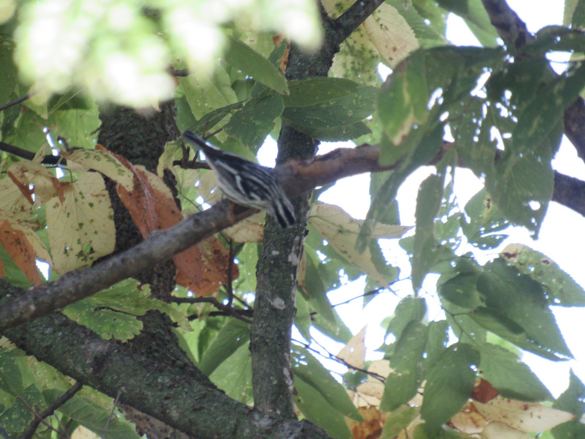 klatreparula - ML642477500