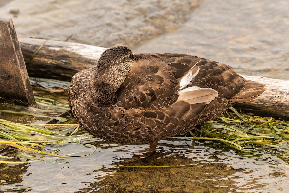 American Black Duck - ML642477501