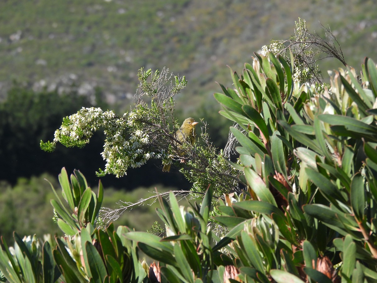 Cape Weaver - ML642477503
