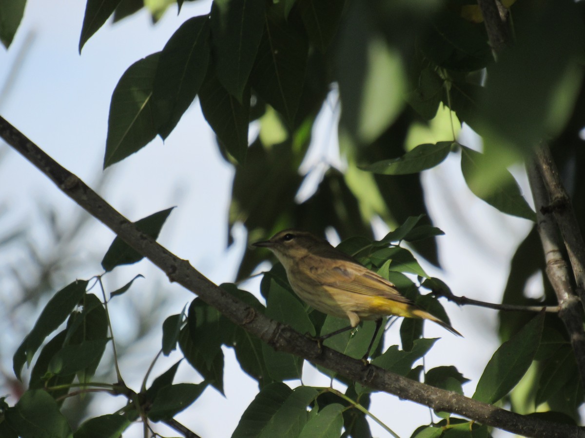 myrparula - ML642477505