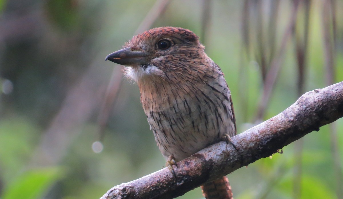 Western Striolated-Puffbird - ML642477506