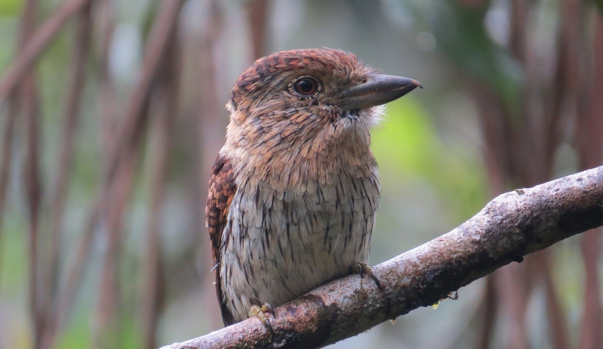 Western Striolated-Puffbird - ML642477507