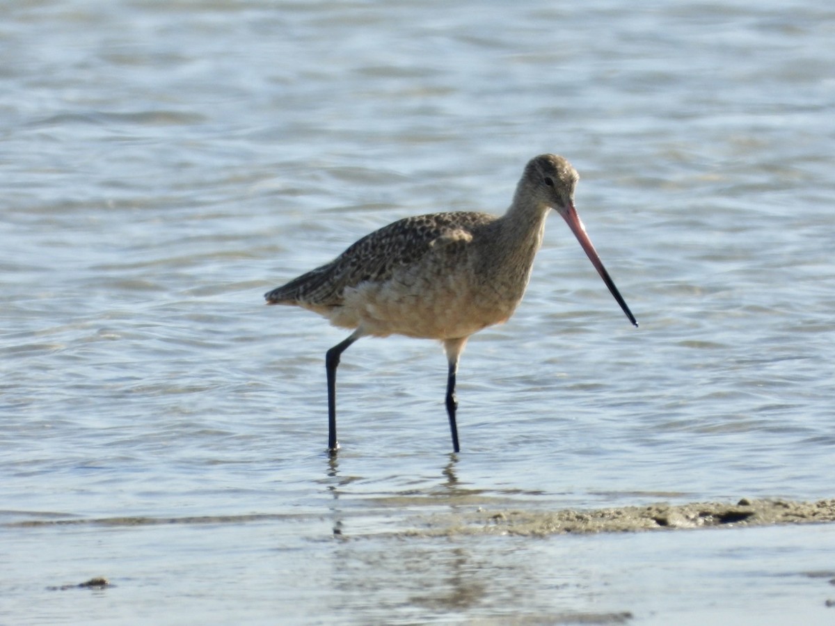 Marbled Godwit - ML642477513