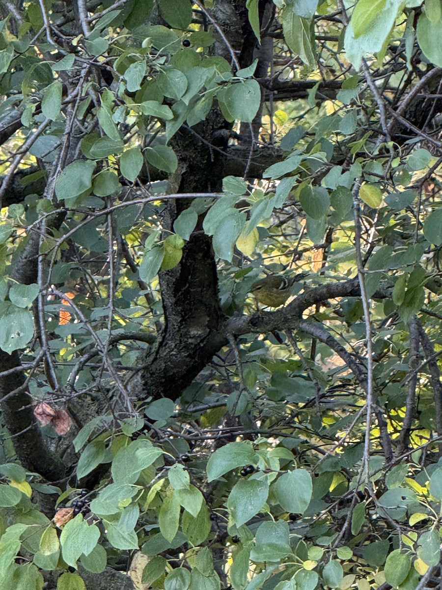 Blackpoll Warbler - ML642477528