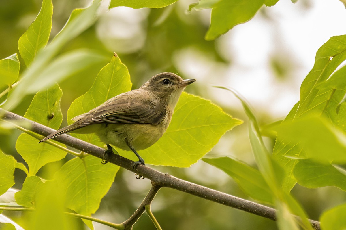 Warbling Vireo - ML642477535