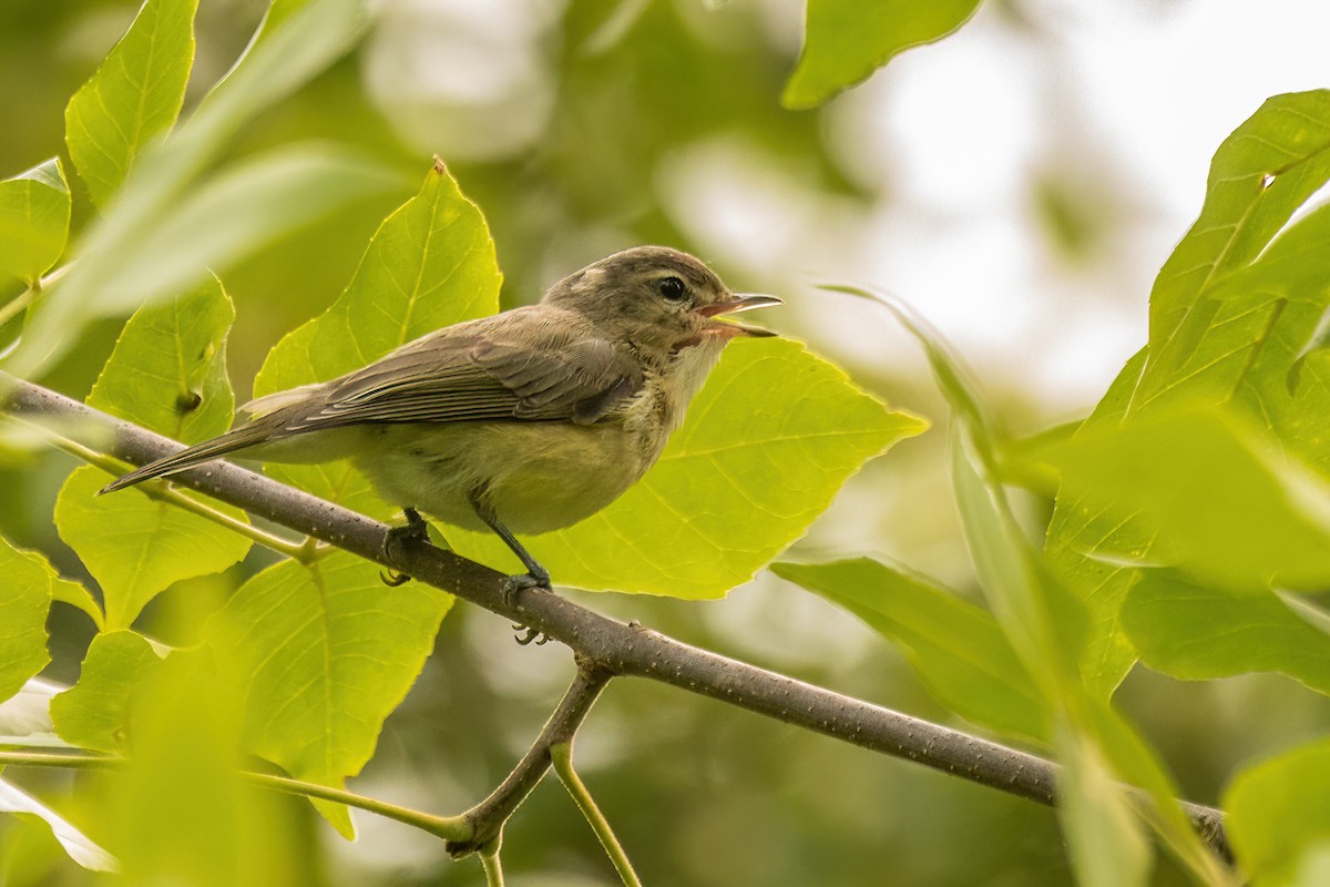 Warbling Vireo - ML642477536