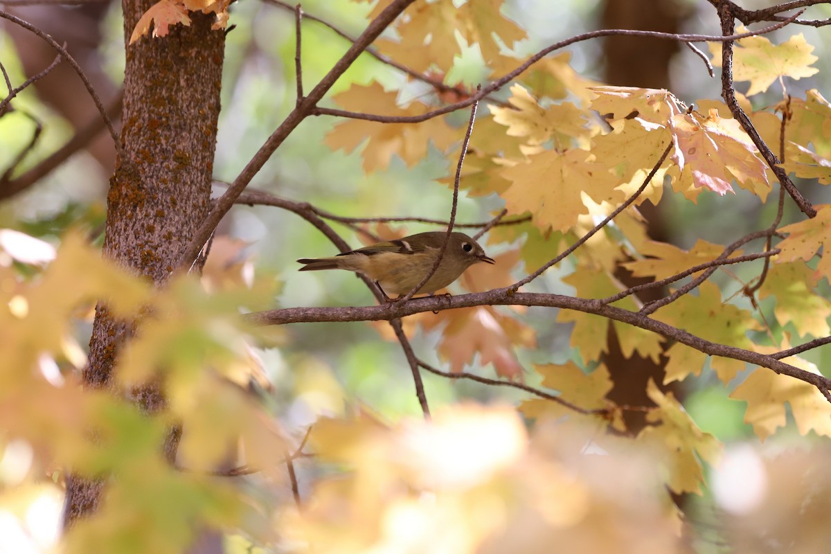 Ruby-crowned Kinglet - ML642477546