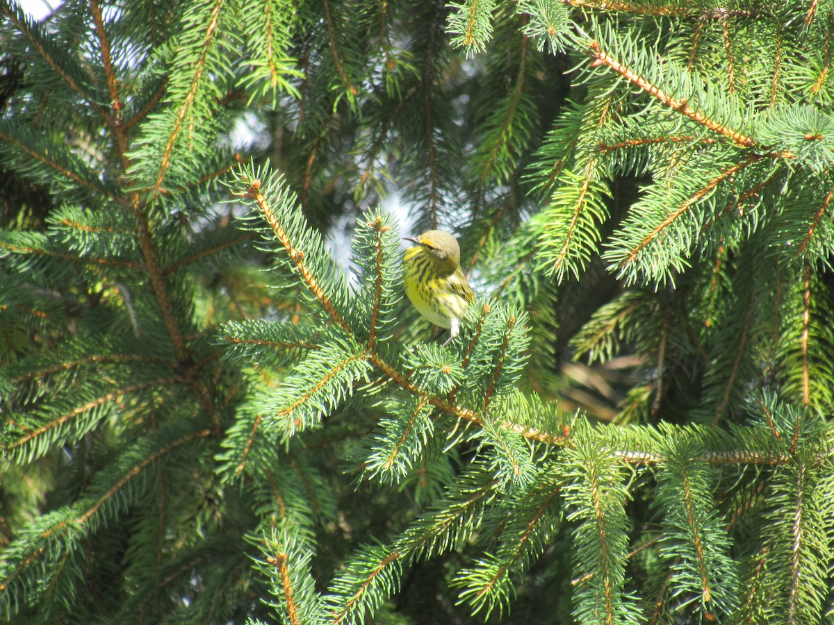 brunkinnparula - ML642477551