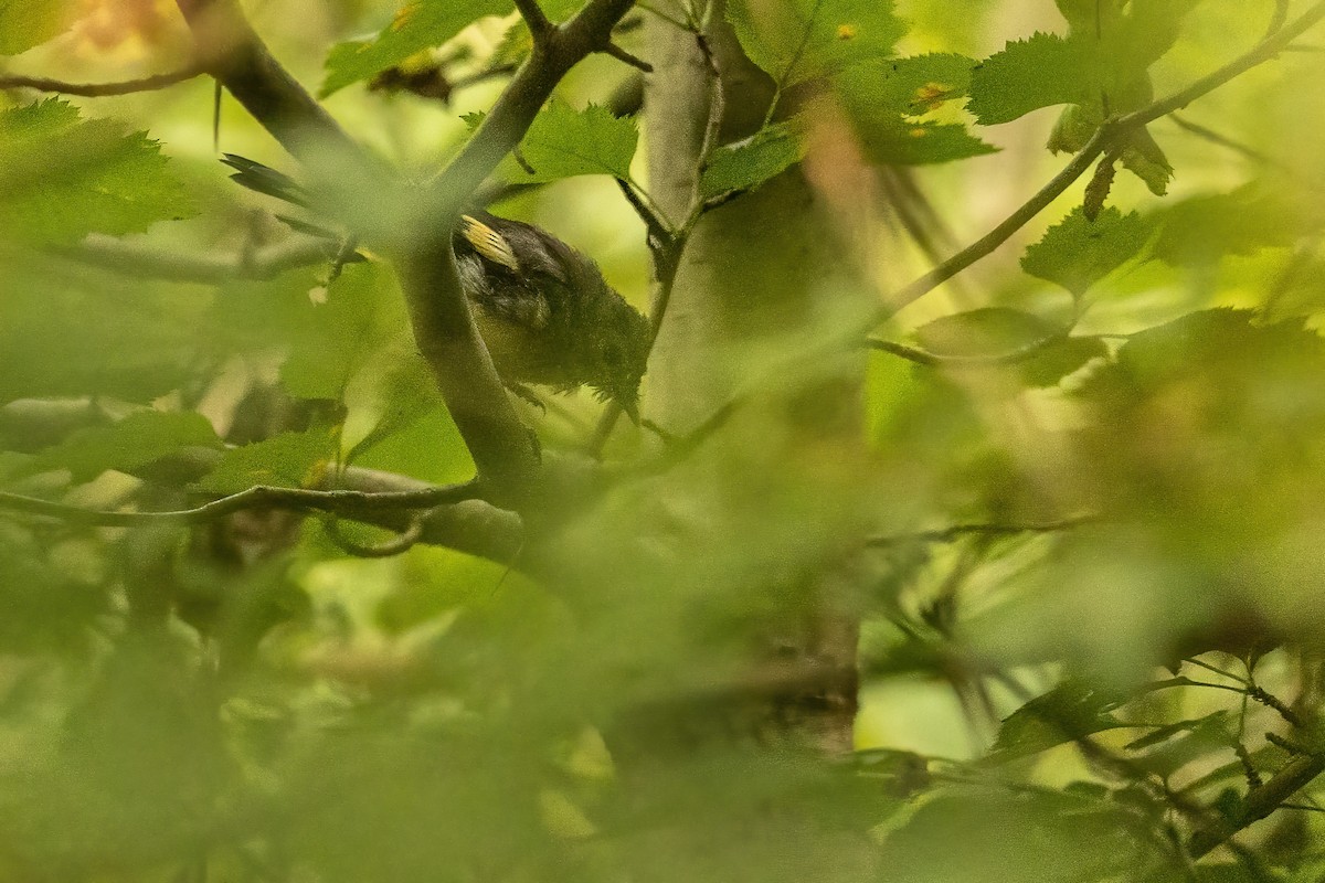 American Redstart - ML642477557