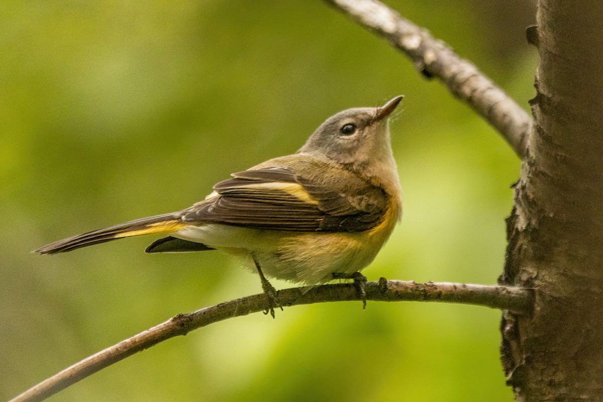 American Redstart - ML642477558