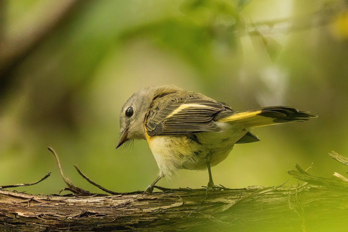 American Redstart - ML642477559