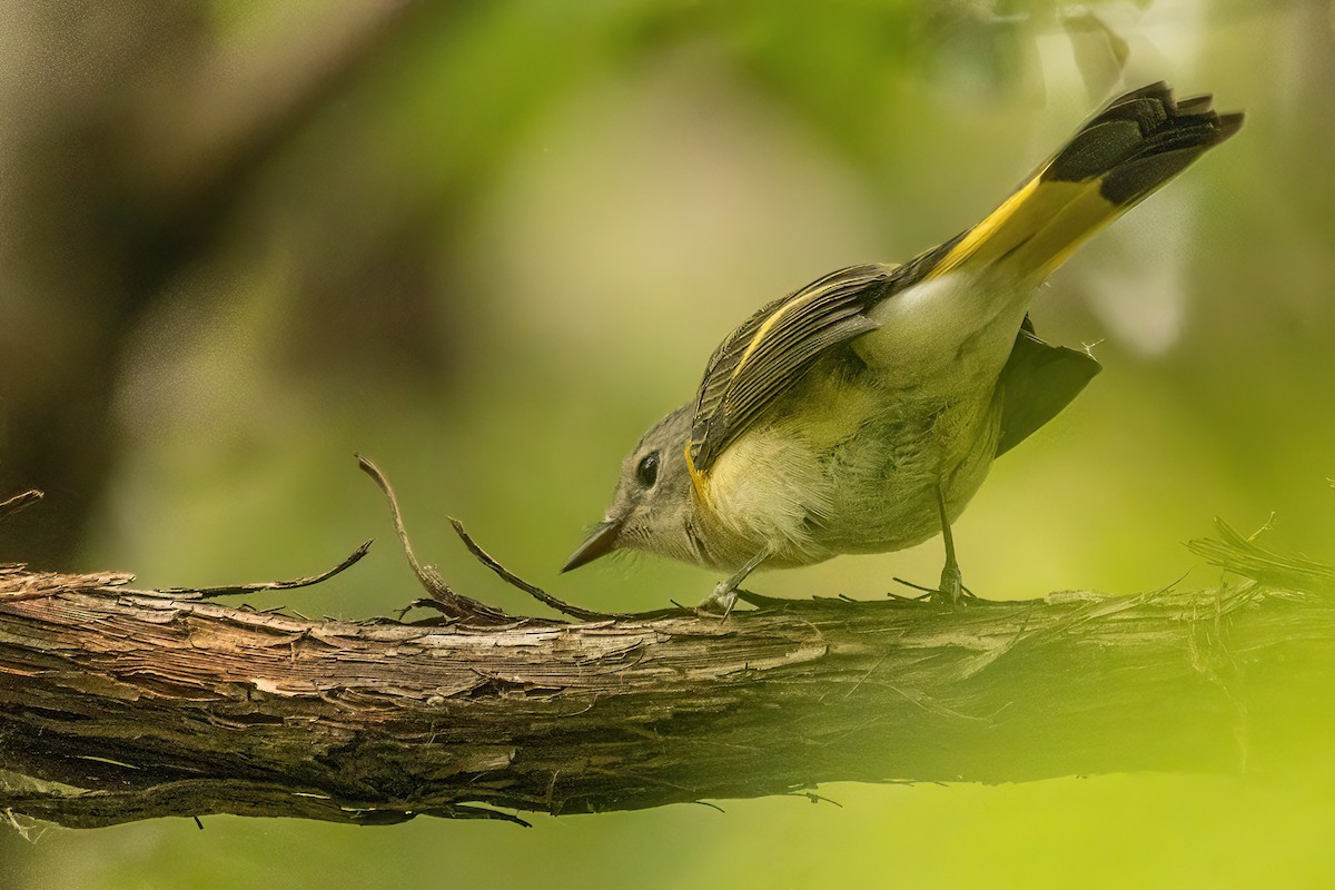 American Redstart - ML642477560