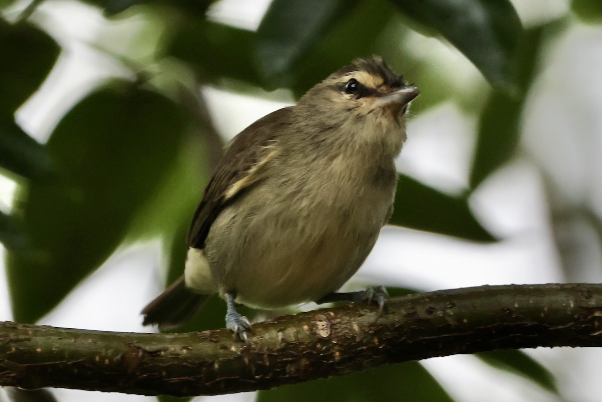 Yucatan Vireo - ML642477563